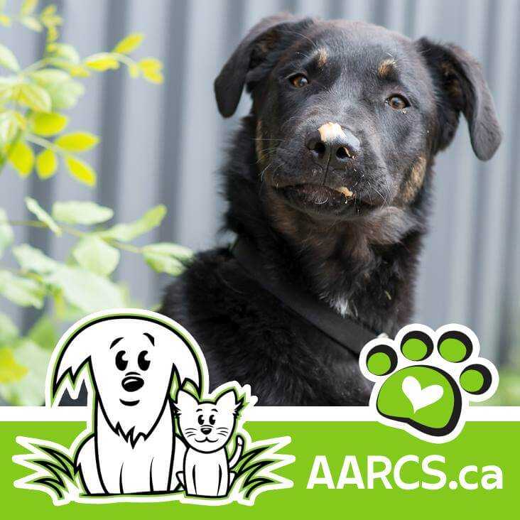 Donate to AARCS SkipTheDepot Book A Pickup Today